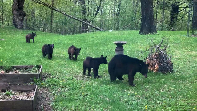braham-bearss.jpg 