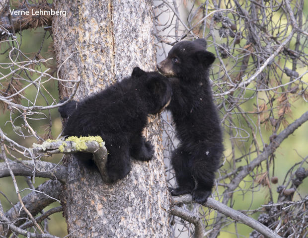 black-bear-cubs-in-tree-verne-lehmberg-620-tall.jpg 