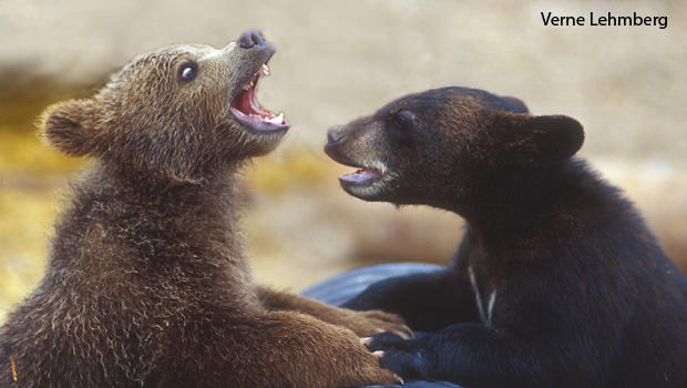 grizzly-and-black-bear-cubs-verne-lehmberg.jpg 