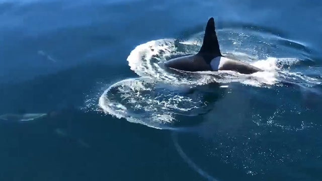 killer-whale-dolphins-video.jpg 