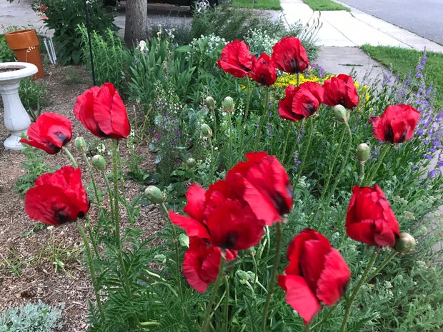 poppies
