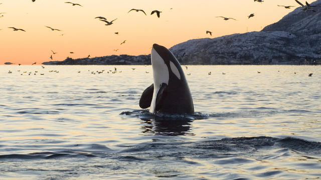 Big Orca Sunset Spyhop 