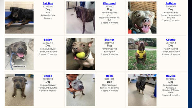 Fort Worth Animal Shelter adoptable dogs 