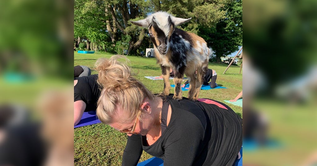 New Baby Pygmy Goat Yoga Classes Offered At Local Farm - CBS Pittsburgh