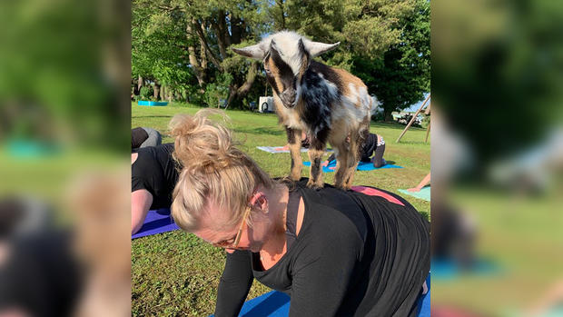 goat yoga edit 