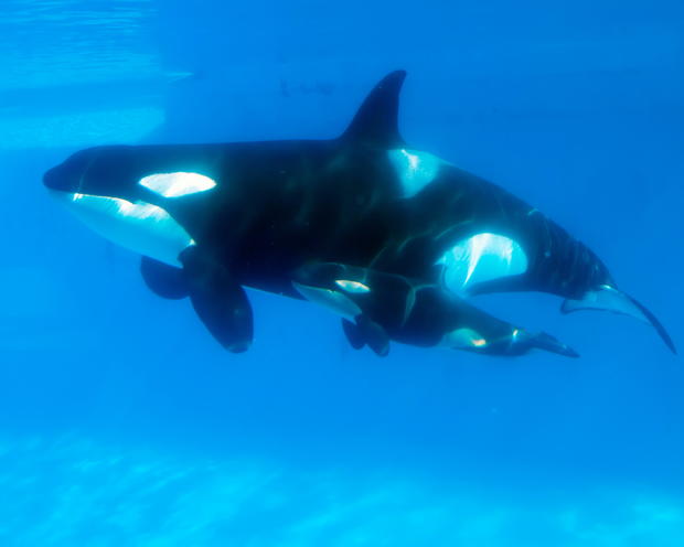 Killer Whale Kasatka Gives Birth At SeaWorld San Diego 