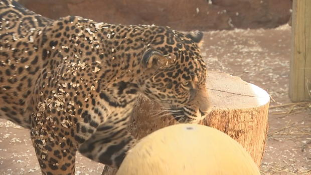 elmwood park zoo jaguar 