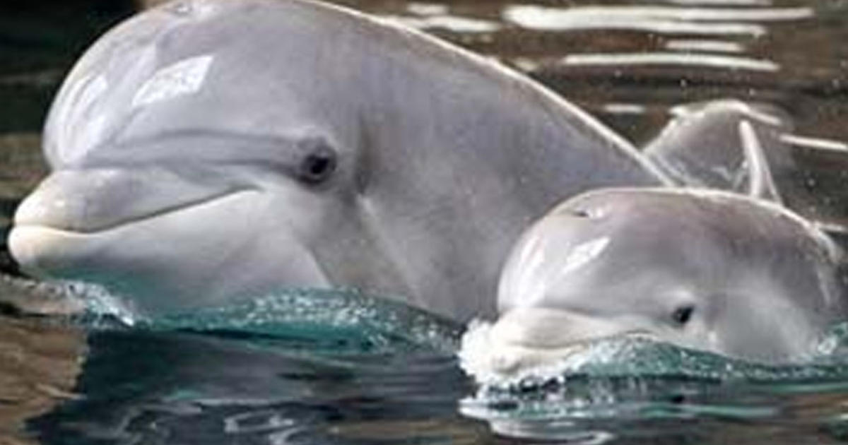 Researchers Trying To Figure Out Why So Many Dolphins Are Dying Along ...