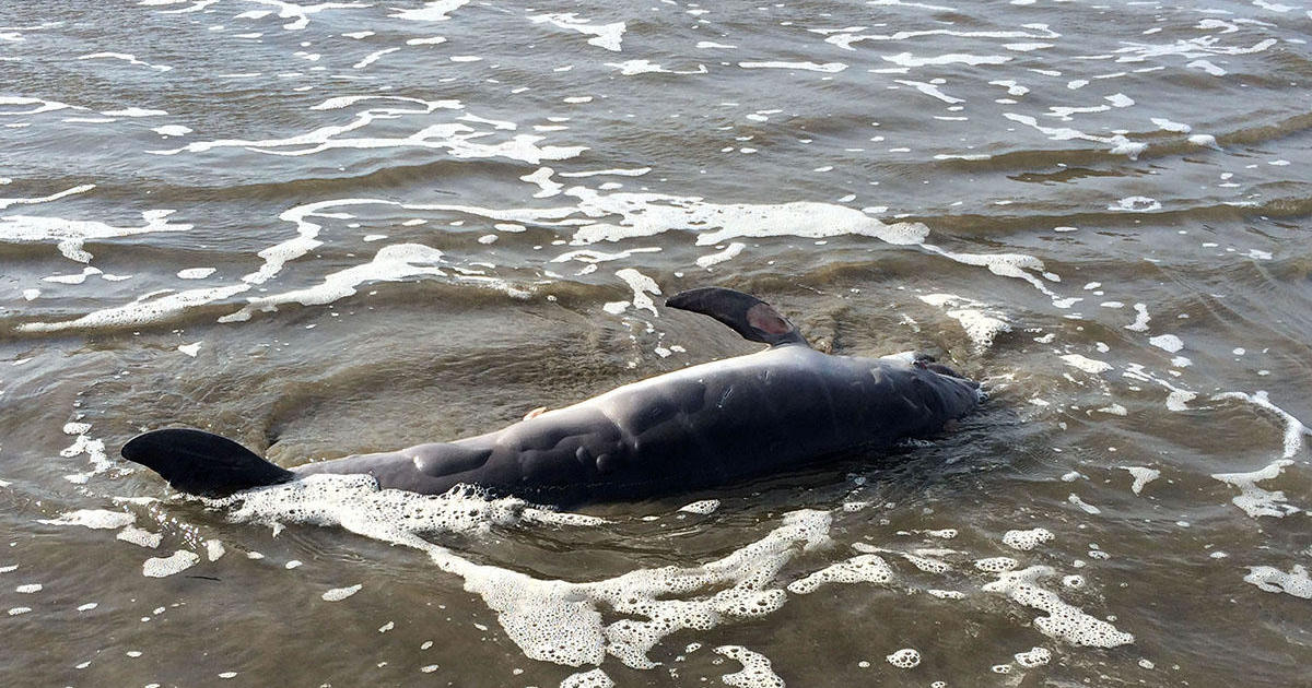 Dolphins: Number of bottlenose dolphin deaths in Gulf of Mexico triple