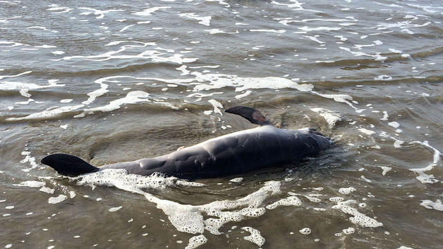 Gulf Oil Spill-Dead Dolphins 