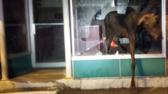 moose-maine-pizza-shop.jpg 