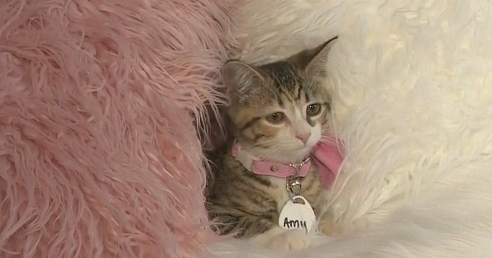 A Caboodle Of Kittens! Cat Cafe Reopens As Kitten Lounge In West