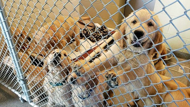 bradfordpuppies2 