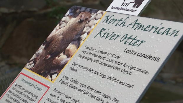 elmwood park zoo otters 