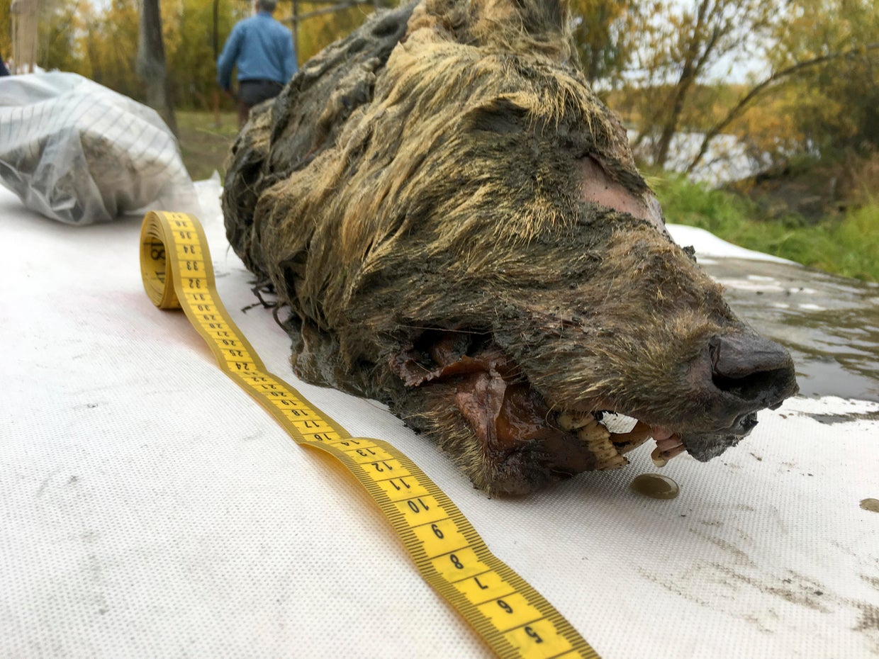 Ice Age wolf head: 40,000-year-old severed wolf's head preserved by ...