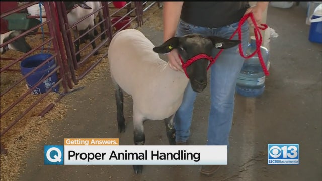 sheep-handling.jpg 