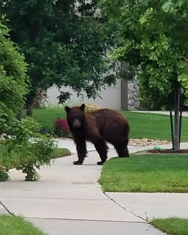 bear in broomfield neighborhood 2 via BPD 
