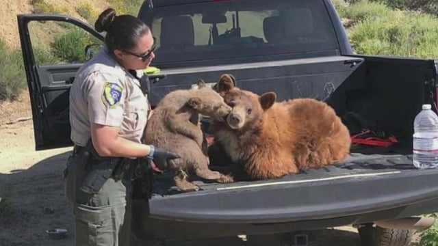 bears-in-palmdale.jpg 