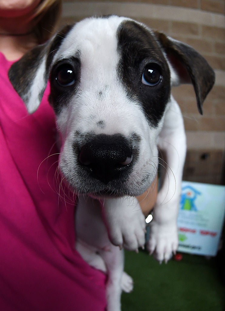 Study: Dogs May Have Evolved 'Puppy Dog Eyes' To Melt Hearts Of Humans ...