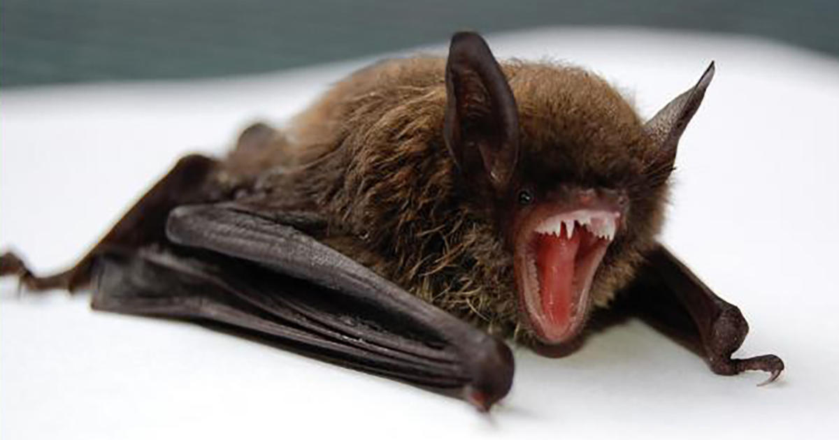 Rabid bat found in Monterey County town of Seaside