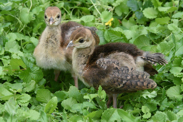 Peafowl Chicks 
