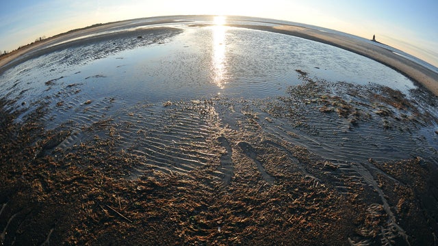 US-NATURE-CAPE HENLOPEN 