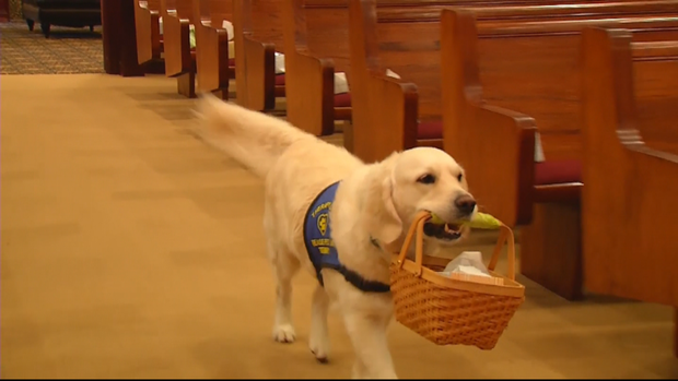 funeral home therapy dog 