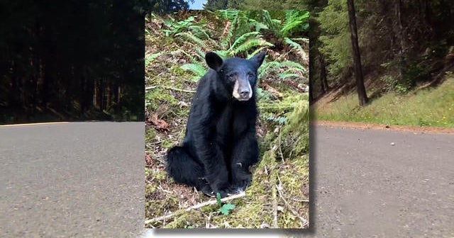 Oregon officials kill bear because it became "habituated" after humans