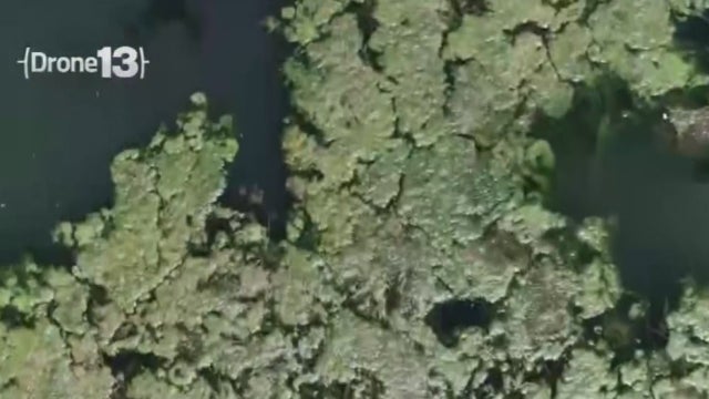algae-oroville.jpg 