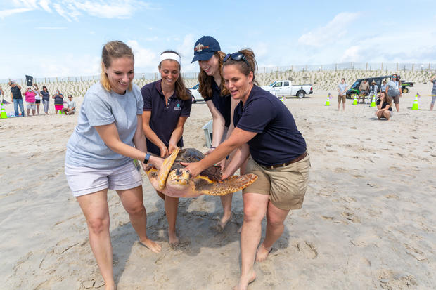 Sea Turtle Release | Assateague Island State Park  | June 20, 2019 