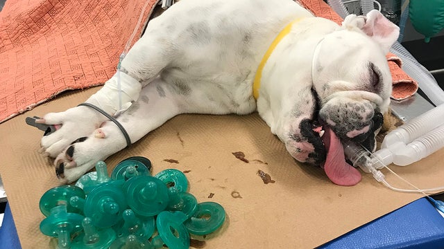 credit-mspca-angell2.jpg 