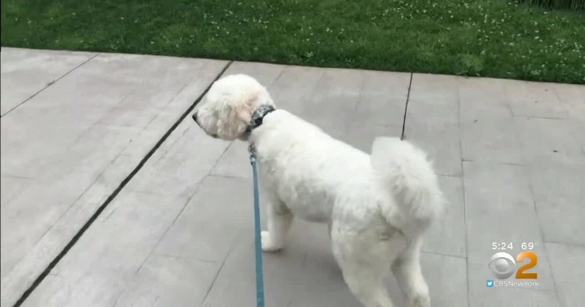 New Jersey Town To Allow Dogs Off Leashes To Battle Geese Poop In Local