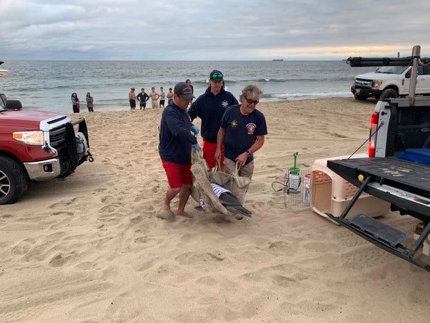 Dolphin washes ashore Hermosa Beach 