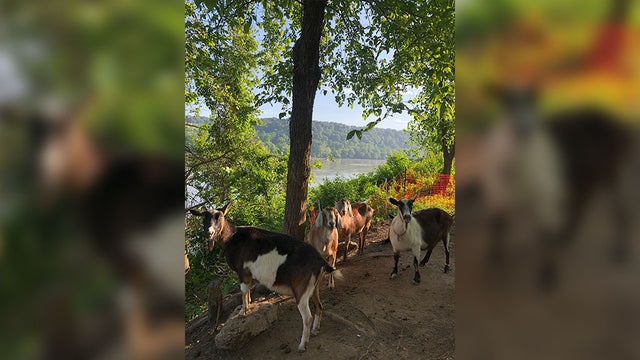 goats-1-edit.jpg 