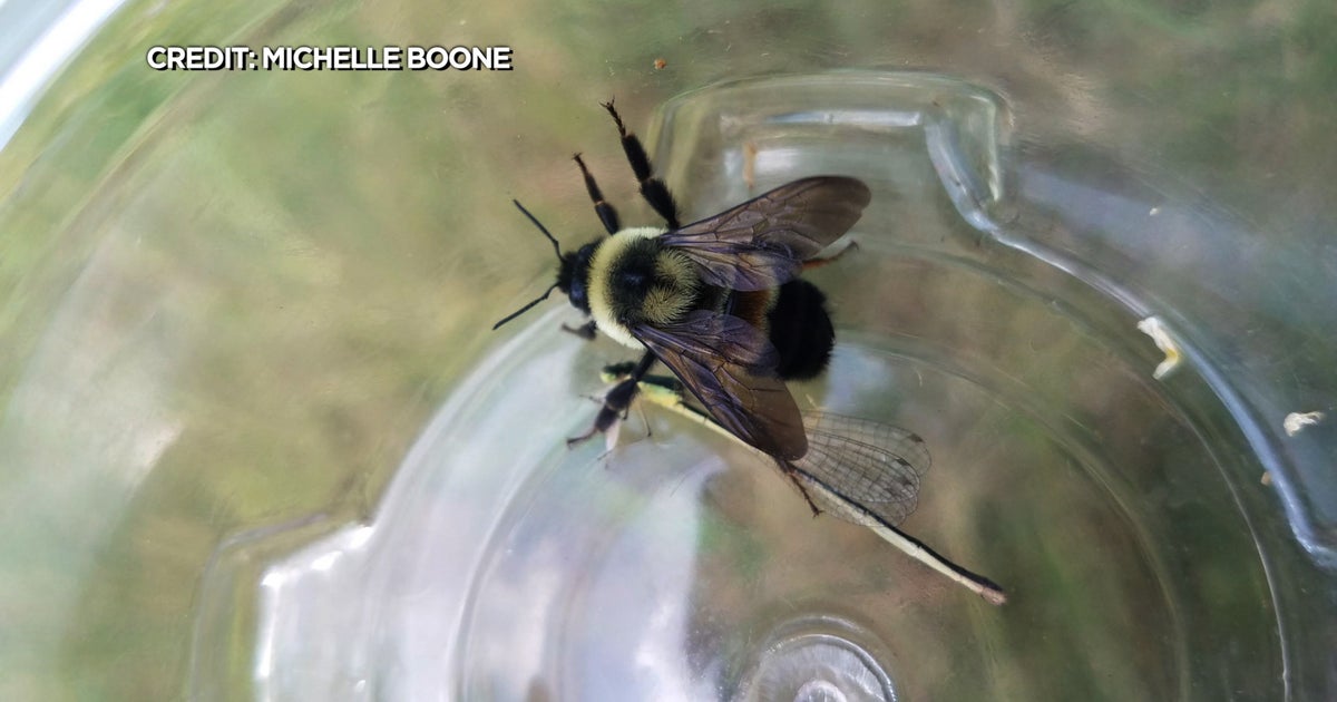 Minneapolis Light-Rail Foes Worry About Minnesota State Bee - CBS Minnesota
