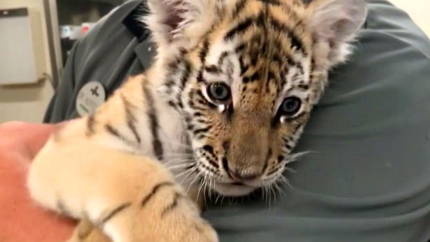 Carli the Tiger Cub 