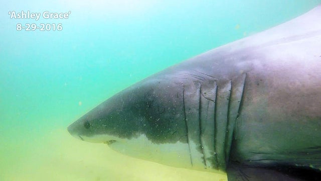 ashleygracetheshark.jpg 