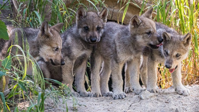 oakland-zoo-wolf-pups-steven-gotz.jpg 
