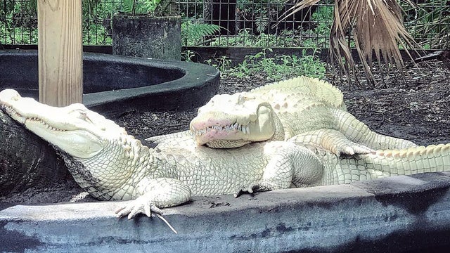 albino-alligators.jpg 