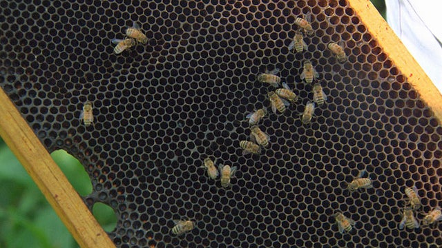 beverlybees.jpg 