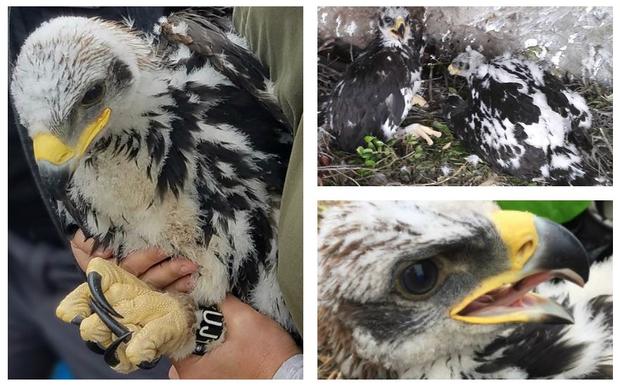 Golden Eagle Chicks Discovered In Santa Monica Mountains 