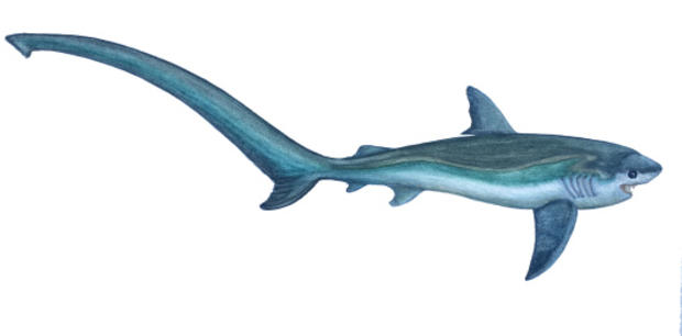 Watercolor painting of Thresher Shark, Stephen Kade 