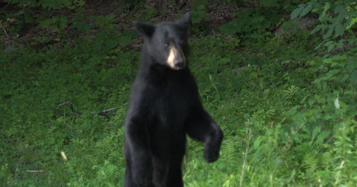 Mink the bear traveled 100 miles home