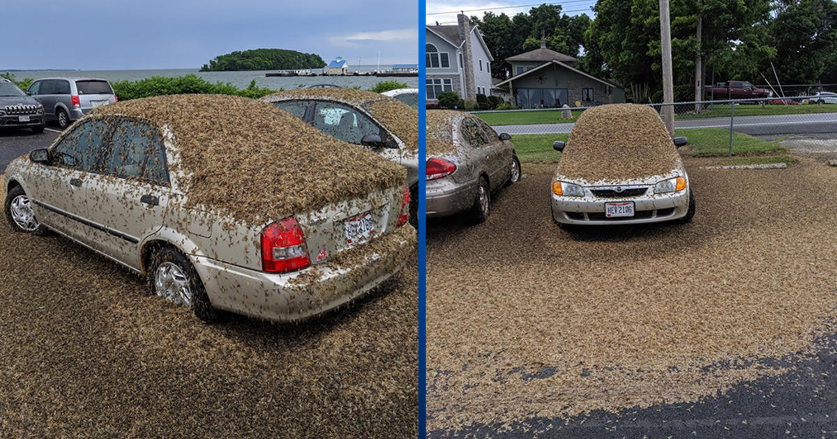 MAYFLY MADNESS Incredible Photos Show Swarms Of Mayflies Invading Ohio