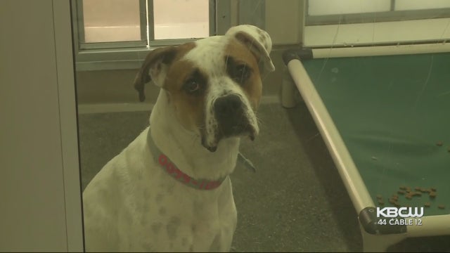 dog-at-berkeley-animal-shelter.jpg 