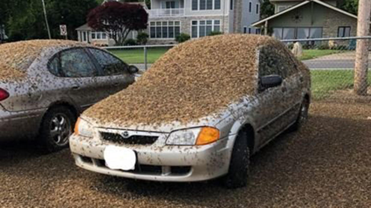 MAYFLY MADNESS Incredible Photos Show Swarms Of Mayflies Invading Ohio