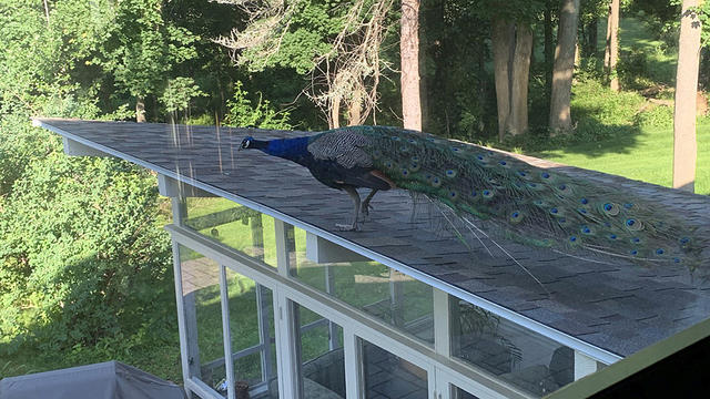 Green Bay family finds domesticated peacock in backyard, looking for owner