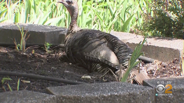 staten-island-turkey-03 