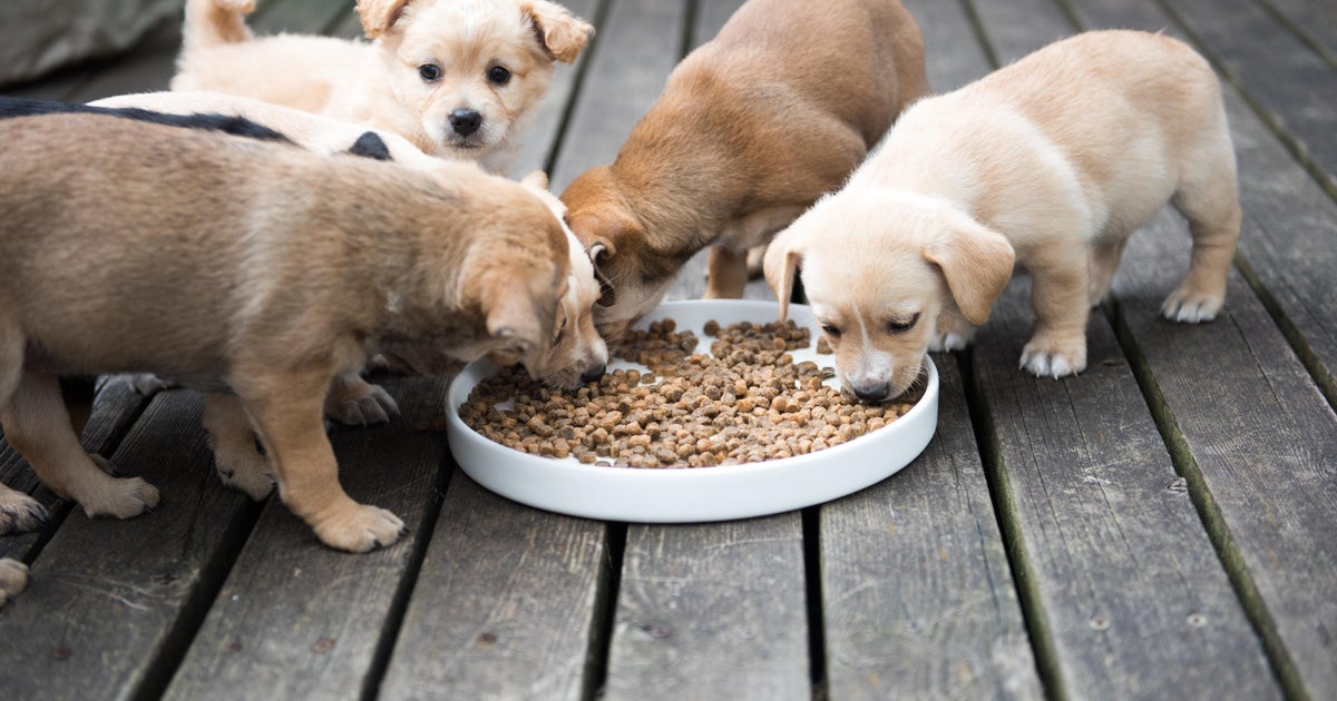 pet food causing heart disease