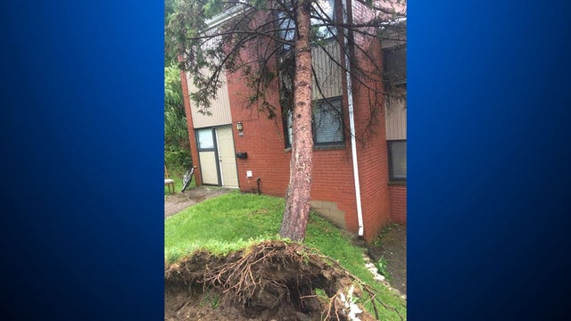 tree-down-west-end.jpg 